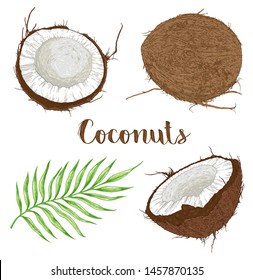 Set of hand drawn coconuts and palm leaf on a white background. Vector illustration