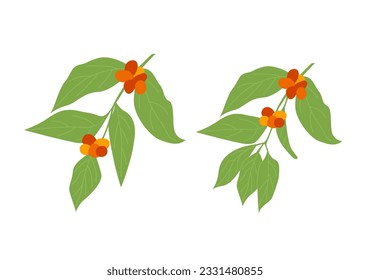 Set of hand drawn coffee tree branches with leaves and ripe fruits. Vector flat style botanical illustration isolated on white background.