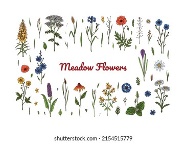 Set of hand drawn colored botanical vector illustrations of meadow flowers and herbs