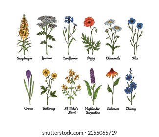 Conjunto de ilustraciones de vectores botánicos de colores dibujados a mano de flores praderas