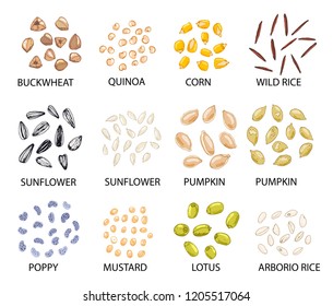 Set of hand drawn colored cereal grains isolated on white. Buckwheat, quinoa, corn, rice, sunflower, pumpkin, poppy, mustard, lotus. Stylized vector illustration. For healthy food concept.