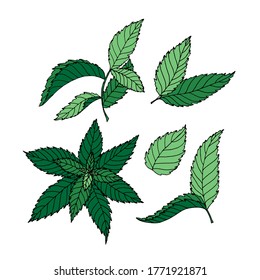 Set of hand drawn colored leaves in doodle style. Isolated nature vector illustration on white background