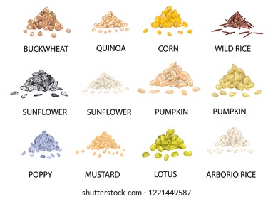 Set of hand drawn colored piles of cereal grains isolated on white. Buckwheat, quinoa, corn, rice, sunflower, pumpkin, poppy, mustard, lotus.vector illustration, healthy food and vegetarian concep