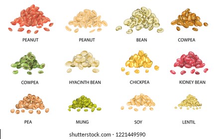 Set of hand drawn colored piles of beans seeds isolated on white. Peanut, bean, cowpea, chickpea, kidney bean, pea, mung, soy, lentil.  Stylized vector illustration.