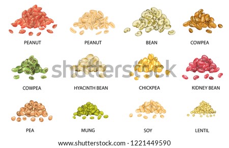 Set of hand drawn colored piles of beans seeds isolated on white. Peanut, bean, cowpea, chickpea, kidney bean, pea, mung, soy, lentil.  Stylized vector illustration.
