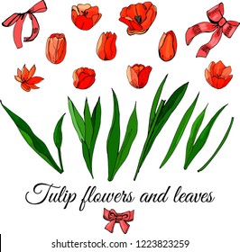 Set hand drawn colored  sketch with tulip flowers, leaves and bows isolated on white  background. Vector illustration.