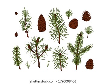 Set of hand drawn colored sketch evergreen plants and cones isolated on white background. Vector illustration of pine, fir tree, larch, Christmas tree branches. Christmas and New Year decor 