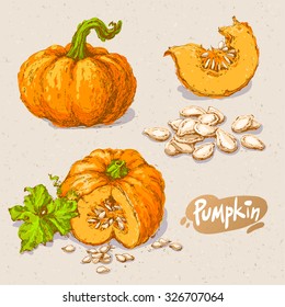 Set of hand drawn colored sketches of pumpkins on on paper textured background. Vector vintage line art illustration of vegetable. Decorative element for your food and natural product design.
