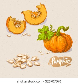 Set of hand drawn colored sketches of pumpkins on on paper textured background. Vector vintage line art illustration of vegetable. Decorative element for your food and natural product design.
