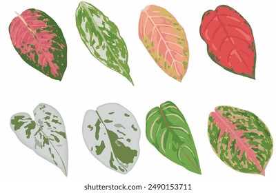set of hand drawn colorful aglonema leaves
