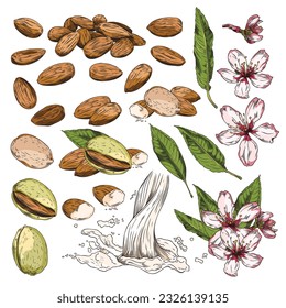 Set of hand drawn colorful almond nuts, leaves and flowers sketch style, vector illustration isolated on white background. Natural organic product, design elements collection, outline