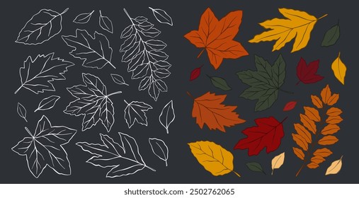 Set of hand drawn colorful autumn leaves Isolated. Autumn leaves are drawn with chalk on black chalkboard. Botanical forest fall leaf for thanksgiving, halloween, fall sale, linear tattoo