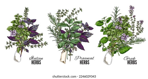 Set of hand drawn colorful bouquets of Italian, Greek and Provencal herbs sketch style, vector illustration isolated on white background. Natural organic plants, decorative design element