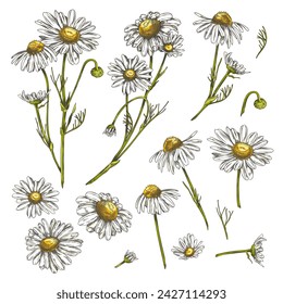 Set of hand drawn colorful chamomile flowers sketch style, vector illustration isolated on white background. Decorative design elements collection, natural organic plants