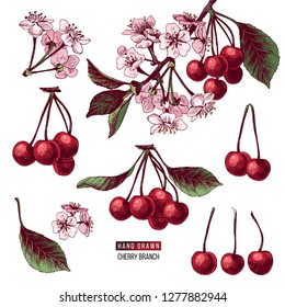 Set of hand drawn colorful cherry branches with flowers and ripe berries. Vector illustration