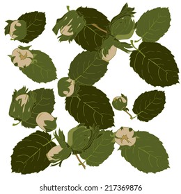 Set of hand drawn colorful hazelnuts on white background. Isolated. Vector illustration.