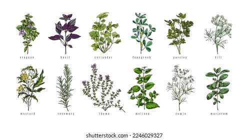 Set of hand drawn colorful herbs with titles sketch style, vector illustration isolated on white background. Botanical collection, design element for textbooks, natural organic plants