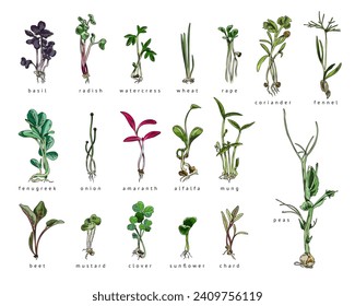 Set of hand drawn colorful micro-green sprouts with names sketch style, vector illustration isolated on white background. Decorative design elements collection, healthy food, home gardening