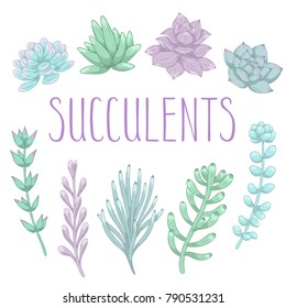 Set of hand drawn colorful succulents. Vector illustration.