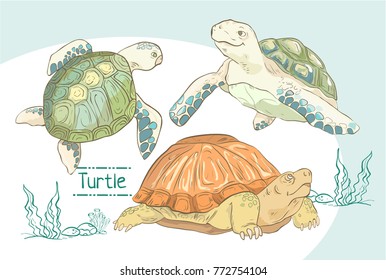 Set of hand drawn colorful turtles
