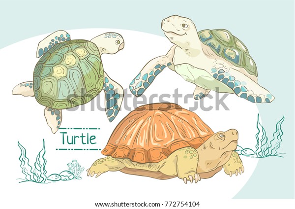 Set Hand Drawn Colorful Turtles Stock Vector (Royalty Free) 772754104 ...