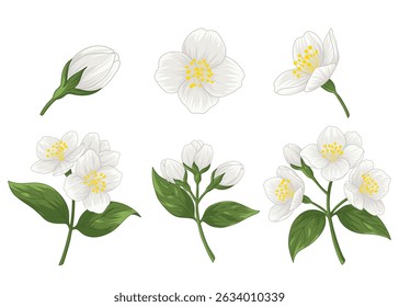 set of hand drawn colourful jasmine flower isolated on white