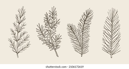 Set of hand drawn conifers. Cedar, juniper, fir, spruce illustration