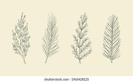 Set of hand drawn conifers. Cypress, pine, cedar, spruce illustration