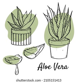 Conjunto de ilustraciones de contorno dibujadas a mano de aloe vera, imagen vectorial, eps10