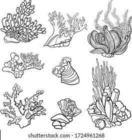 Set of hand drawn corals and shells. Collection of isolated black and white marine fauna. Sketch style. Vector illustration.