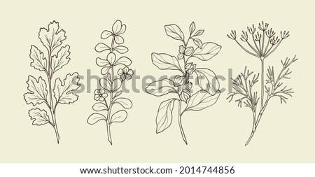 Set of hand drawn coriander, brahmi, ashwagandha and cumin. Sketch culinary and medicinal plants