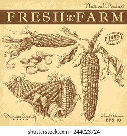 Set Of Hand Drawn Corn.  Vintage Vector