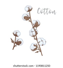 Set of hand drawn Cotton branches. Isolated scetch painting on white background.