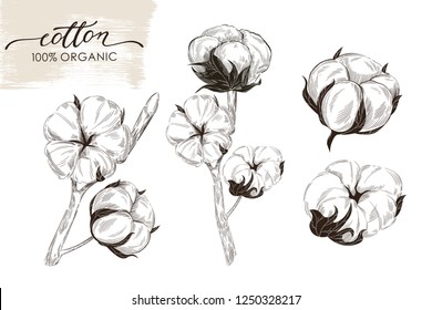 Set of hand drawn cotton branches. Lettering 100% eco.Vector illustration isolated on white background. Can use for label, card, print, poster, decoration and other design.