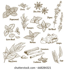 Set of hand drawn culinary aroma herbs and spices, vector illustration