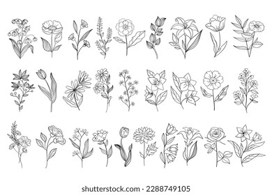 Set hand drawn curly grass and flowers on white isolated background. Botanical illustration. Decorative floral picture.