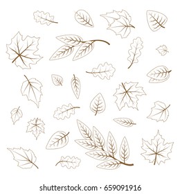 Set of hand drawn cute leaves from different kind of trees isolated on white