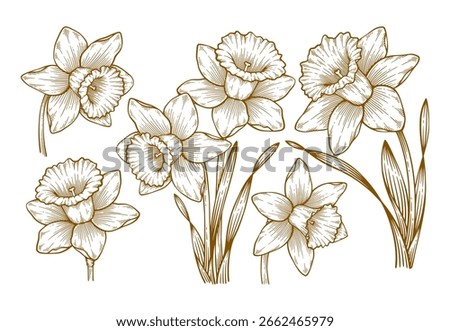 Set of Hand Drawn Daffodil Flower. Daffodil Flower Engraving Line Art Illustration Collection