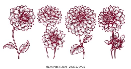 Conjunto de Flor Dahlia desenhada à mão. Dahlia Flower Line Arte gravura ilustração coleção