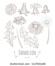 Set of  hand drawn dandelion. Collection of sketch flowers on white background. Page for coloring book