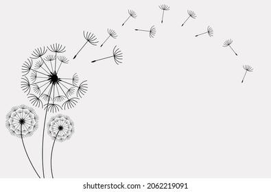 Set of hand drawn dandelion flowers. Abstract floral summer posters, wall art isolated on white background,  Creative vector illustration