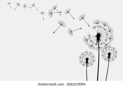 Set of hand drawn dandelion flowers. Abstract floral summer posters, wall art isolated on white background,  Creative vector illustration