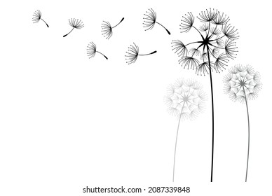 Set of hand drawn dandelion flowers. Abstract floral summer posters, wall art isolated on white background,  Creative vector illustration