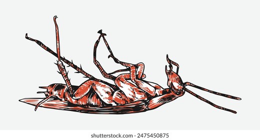 Set of hand drawn of dead cockroach. Sketch drawing. Isolated background. Vector illustration.