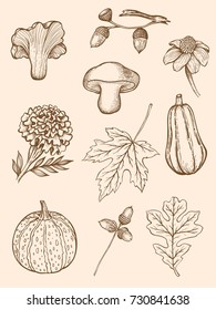 Set of hand drawn decorative autumn design elements in vintage style. 