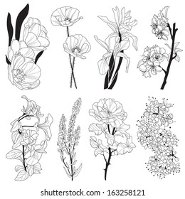 set of hand drawn decorative flowers: tulip, iris, poppy, cherry, viola, rose, design elements