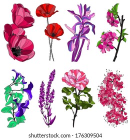 set of hand drawn decorative flowers: tulip, poppy, iris, cherry, viola, violet and rose, design elements