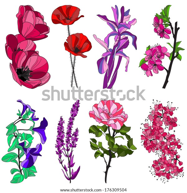 Set Hand Drawn Decorative Flowers Tulip Stock Vector Royalty Free