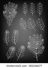 Set of hand drawn decorative plants on chalkboard background. Elements for design. 