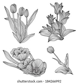 set of hand drawn decorative tulips, design elements